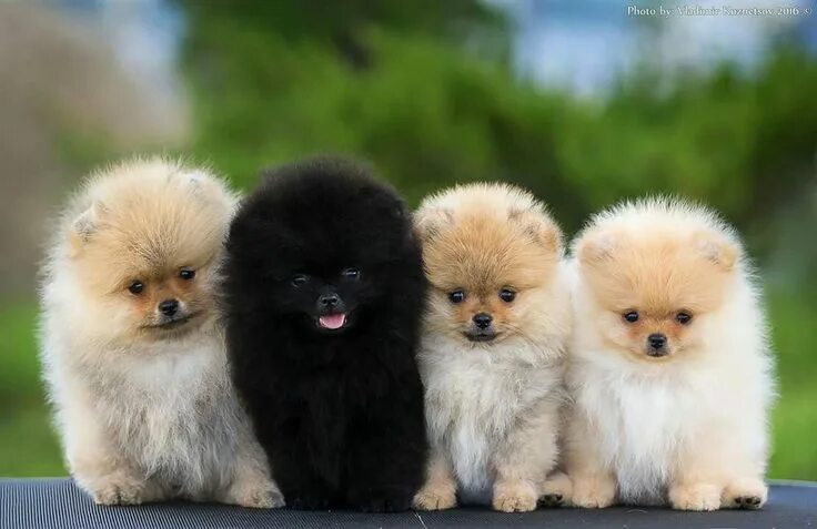 Померанский шпиц окрасы с фото и названиями Beautiful pommies Cute puppies, Cute dogs, Baby dogs