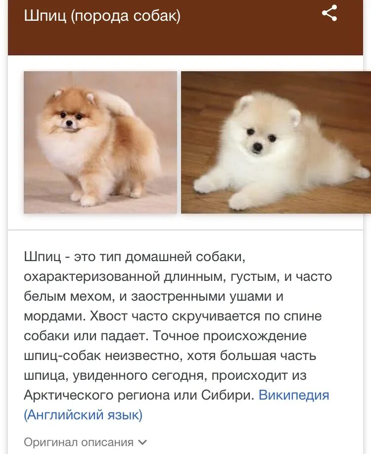 Померанский шпиц описание фото Характеристика внешнего вида померанских шпицев: особенности характера