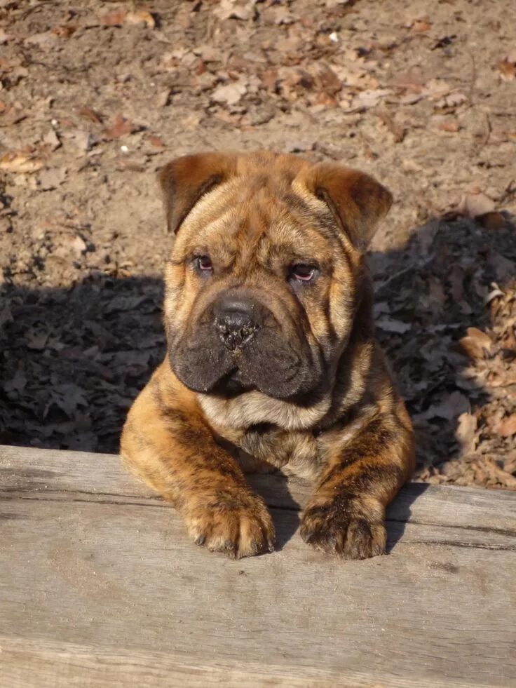 Помесь французского бульдога и шарпея фото Adorable Bulldog Shar Pei Mix with Wrinkles