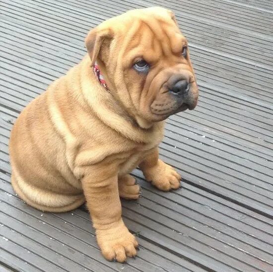 Помесь французского бульдога и шарпея фото Where can you find images of a Shar Pei Bulldog?