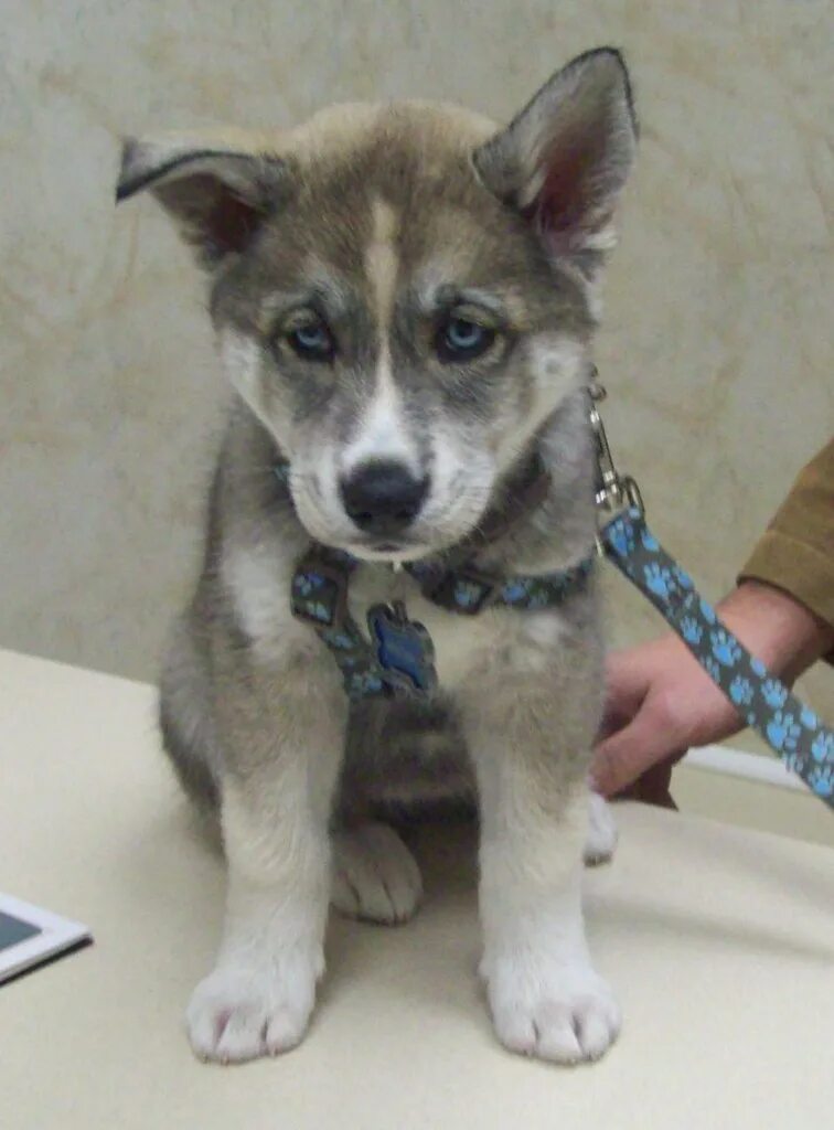 Помесь хаски фото щенков 8 week old wolf-husky hybrid puppy Olathe Animal Hospital in Olathe, KS Flickr