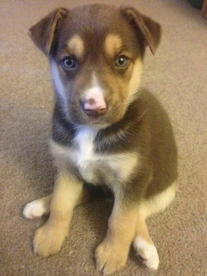 Помесь хаски фото щенков Aww husky lab mix - IM GETTIN ME A PUPPY! Cute animals, Cute dogs, Animals beaut