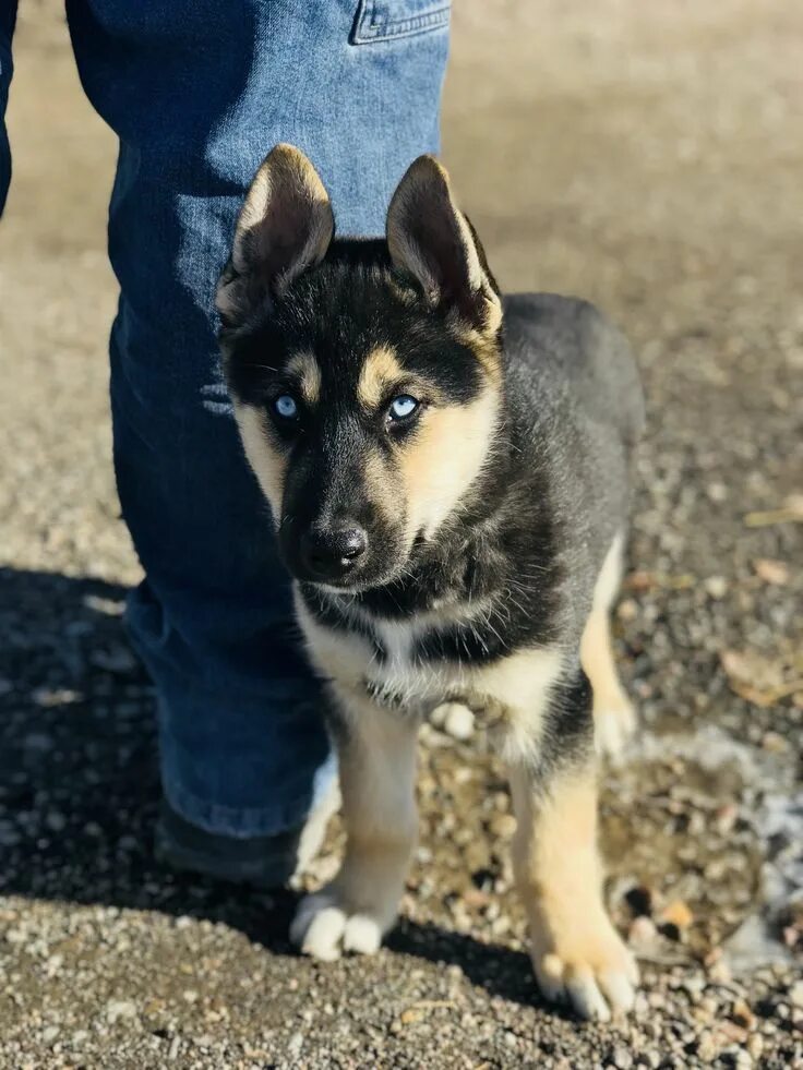 Помесь хаски и немецкой овчарки фото German Shepherd Husky #SiberianHusky Big puppies, German shepherd husky, German 