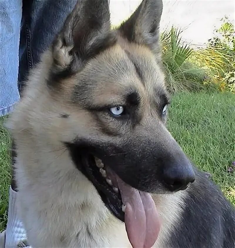 Помесь хаски и немецкой овчарки фото German Shepherd Husky Mix Mitch 3 Year Old German Shepherd & Husky Mix Neutered 