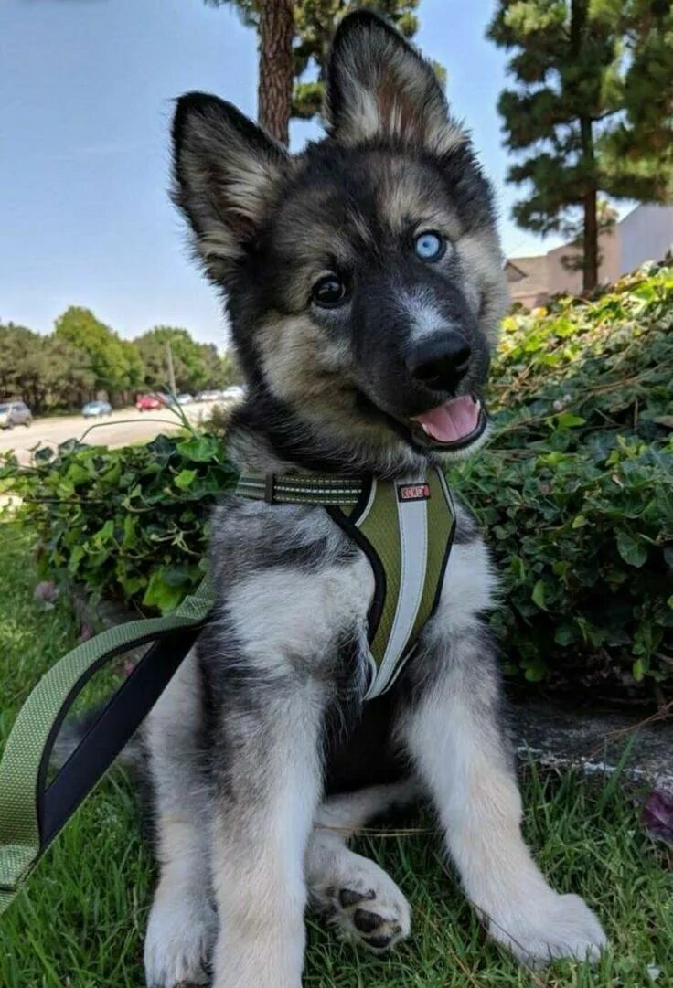 Помесь хаски и немецкой овчарки фото Siberian husky and german shepherd A husky, Husky, Dogs