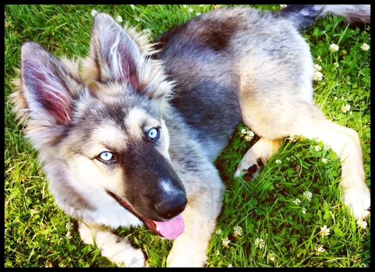 Помесь хаски и немецкой овчарки фото Amber at 8 months! German Shepherd Siberian Husky mix Husky mix, German shepherd