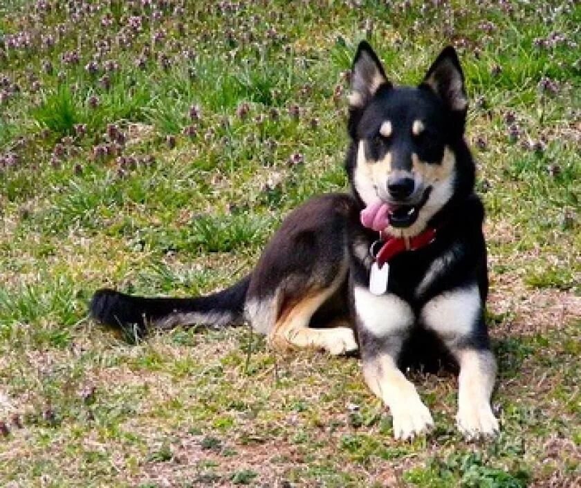 Помесь хаски и немецкой овчарки фото Pet Your Dog Gerberian Shepsky with black and cream fur coat. Siberian husky, Ge