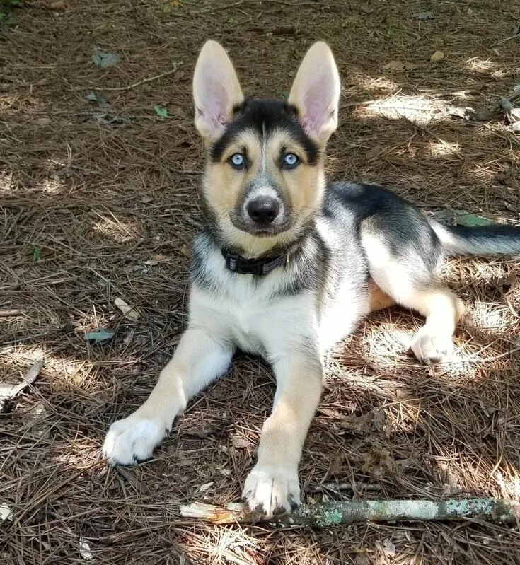 Помесь хаски и овчарки фото Gerberian Shepsky Puppy, Luna Gerberian shepsky puppy, Shepsky puppy, Gerberian 