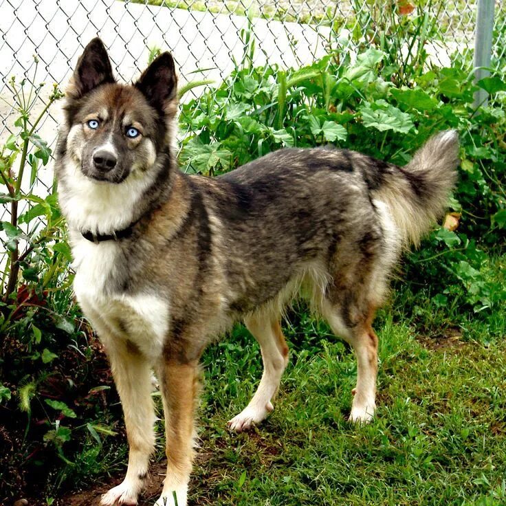 Помесь хаски и овчарки фото Pin on Wolves, Siberian Huskies, Anime, Manga, Wolf Hybrids German shepherd husk