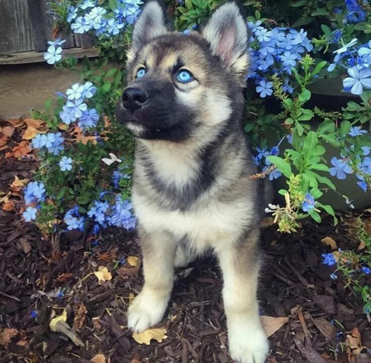 Помесь хаски и овчарки фото Пин от пользователя Husky Mom на доске Dogs and Cats (mostly dogs) Немецкая овча
