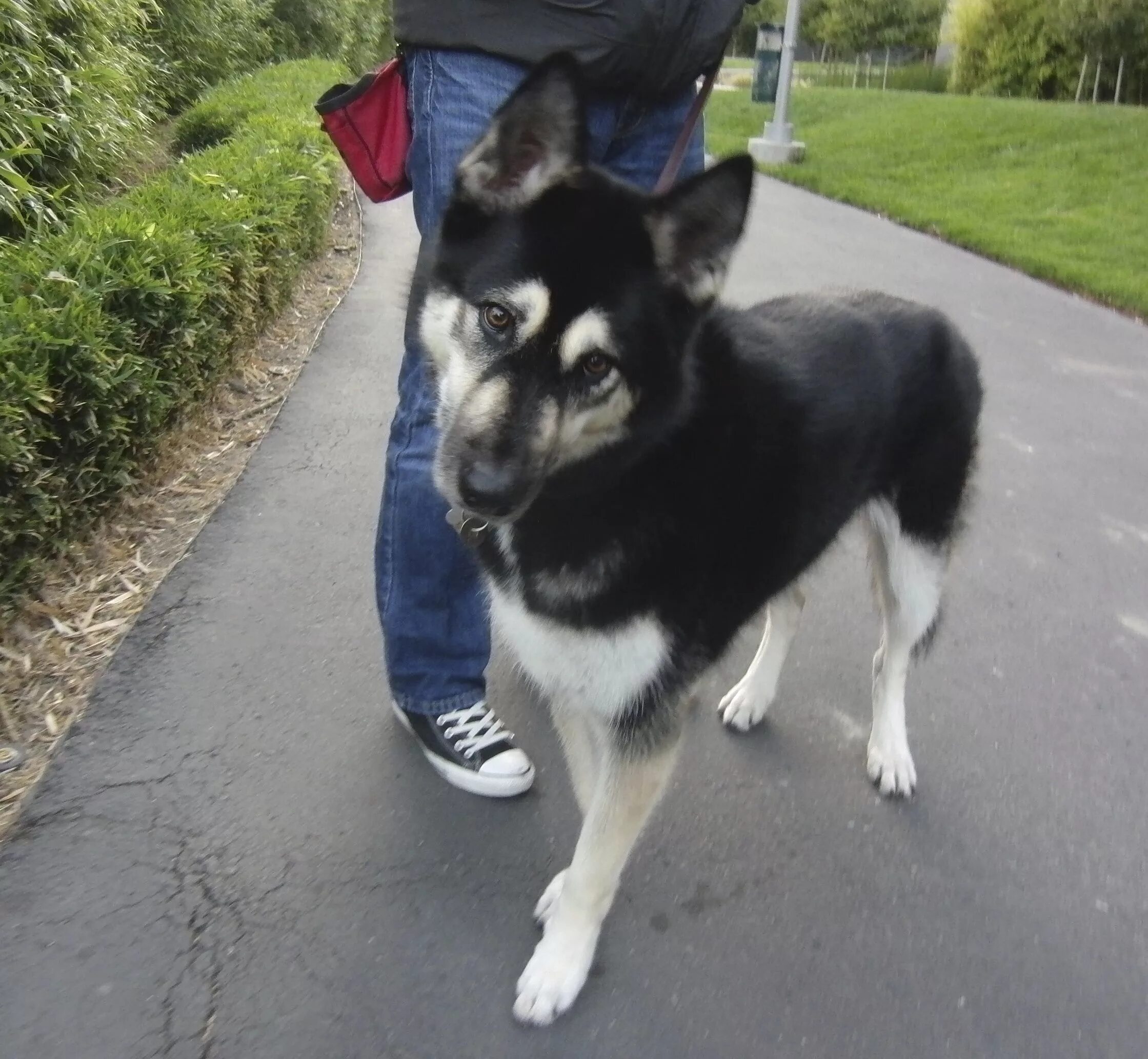 Помесь хаски и овчарки фото The Dogs of San Francisco Cute funny dogs, German shepherd training, German shep