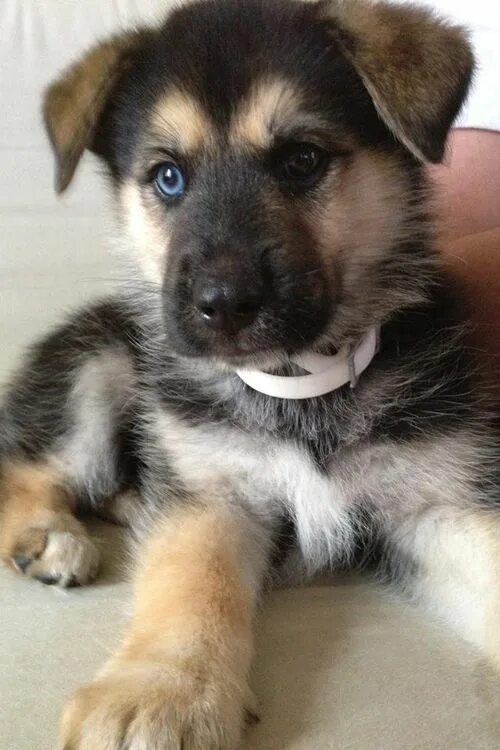 Помесь хаски и овчарки фото щенка Shepherd puppies, Puppies, Pet dogs