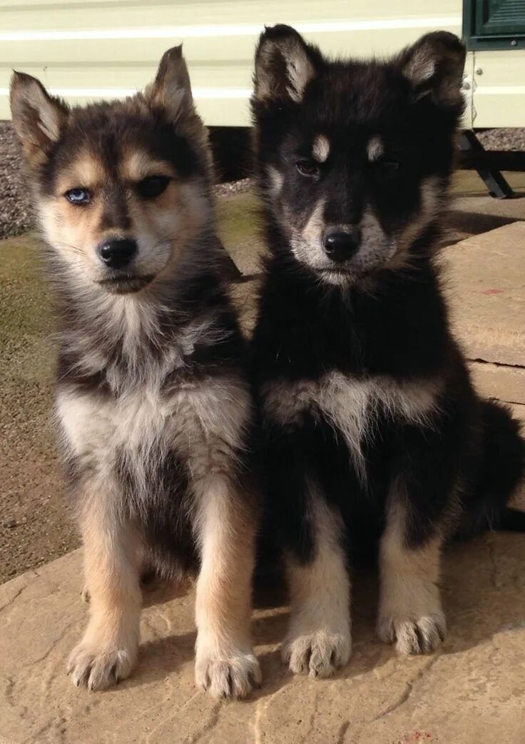 Помесь хаски и овчарки фото щенка Pinterest: Inoalisandra Shepherd mix puppies, Siberian shepherd, Beautiful dogs