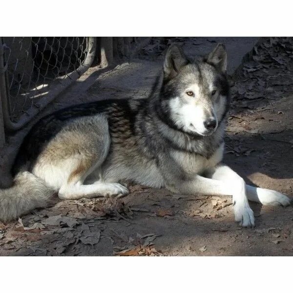 Помесь хаски с волком фото Ariah Jackson ❤ liked on Polyvore featuring wolves and animals Wolf dog, Wolf hy