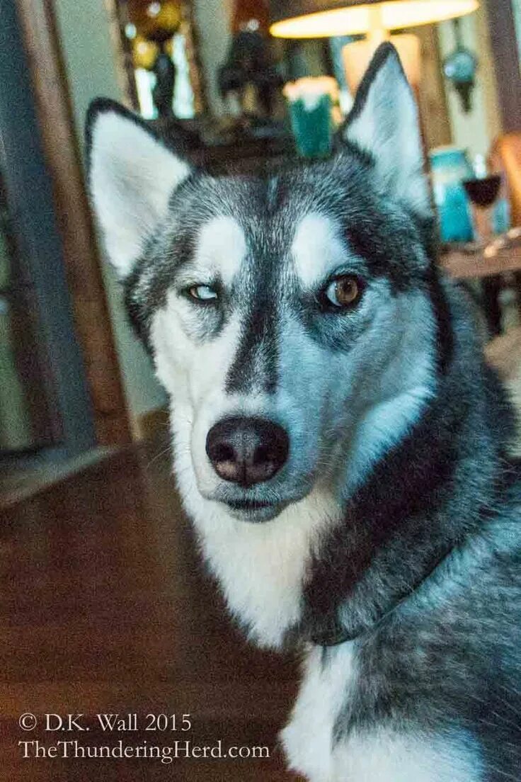 Помесь хаски с волком фото Typhoon doing a little plotting and scheming. #dog #siberianhusky #husky Wolf do