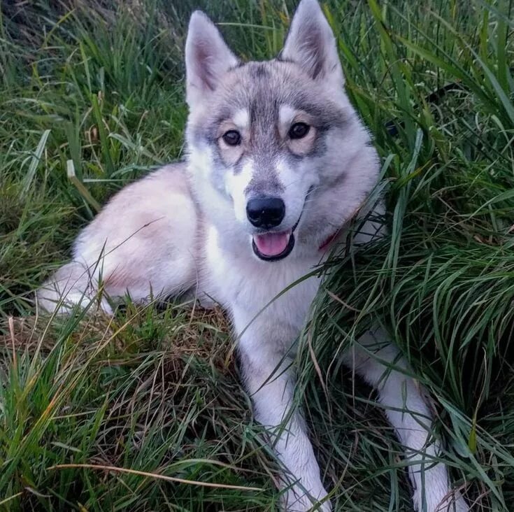 Помесь хаски с волком фото Adorable Husky Wolf. Husky, Wolf husky, Dog mixes