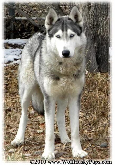 Помесь хаски с волком фото images search results - wolf husky hybrid Wolf hybrid, Wolf hybrid dogs, Wolf hu