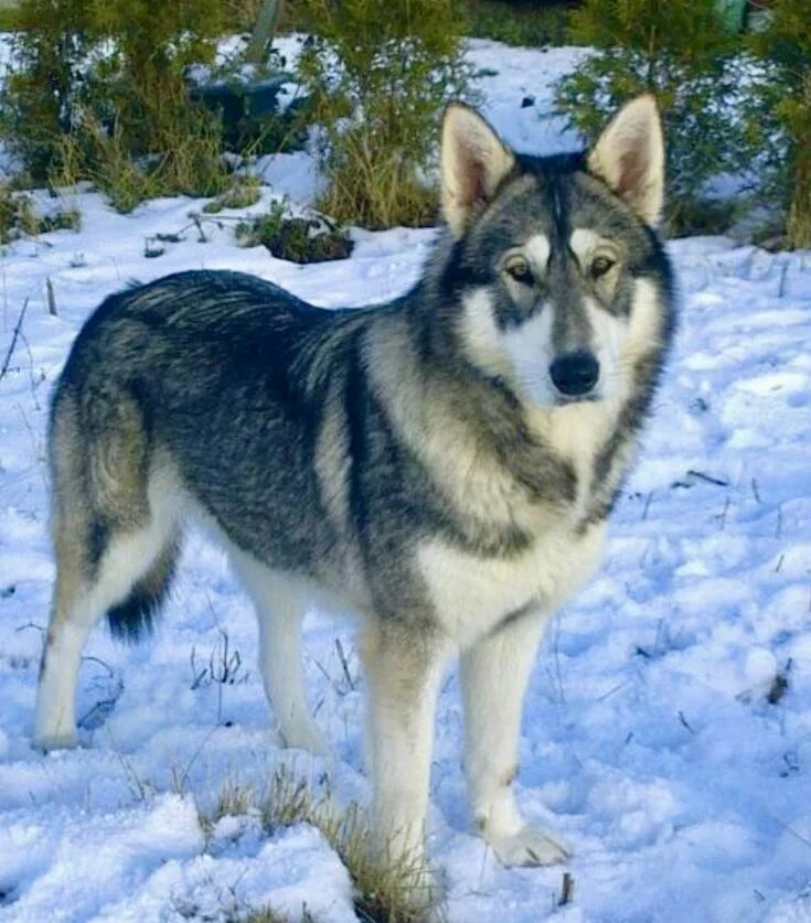 Помесь хаски с волком фото Northern Inuit Dog Perros salvajes, Perros, Perro husky siberiano