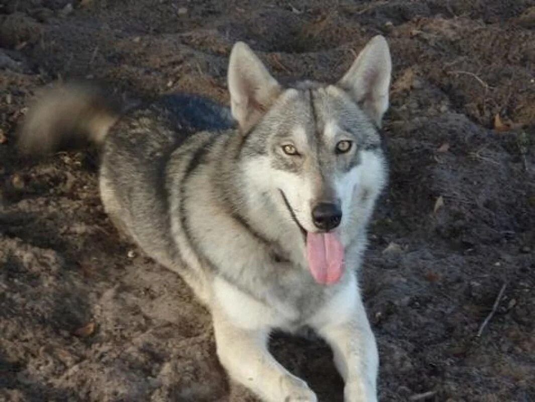 Помесь хаски с волком фото 6541226_orig Wolf dog, Wolf hybrid, Wild dogs