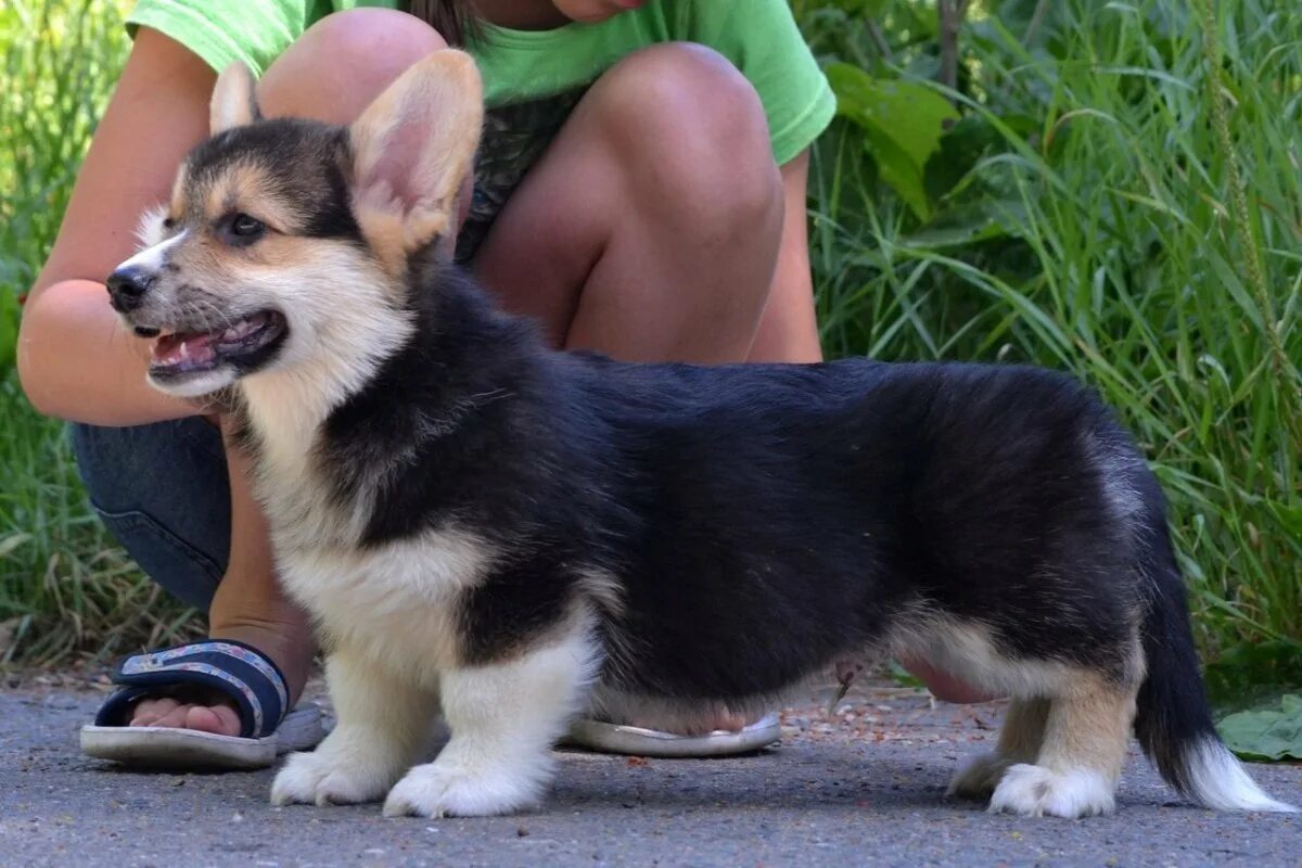 German Shepherd Corgi mix German shepherd corgi mix, Corgi german shepherd, Corg