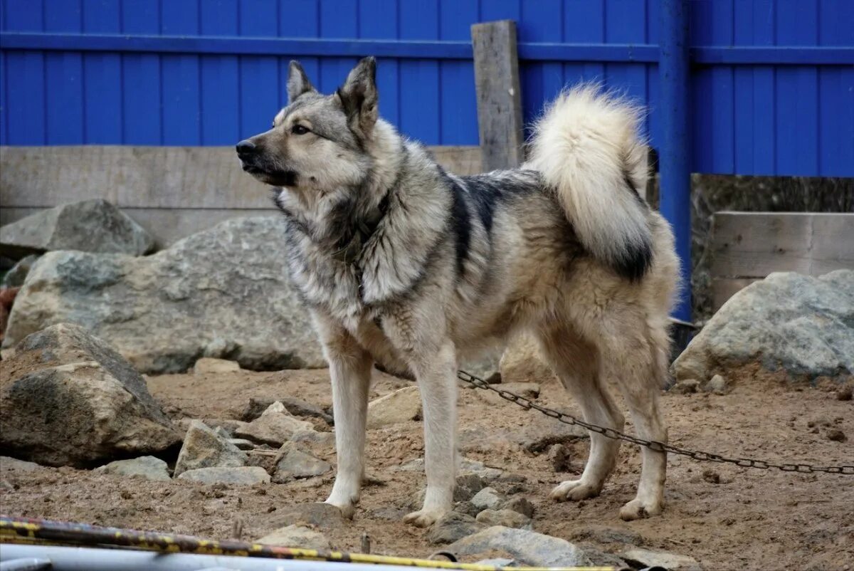 Помесь лайки и овчарки фото PHOTO: Caucasian Shepherd and Husky mix - Gorodprizrak