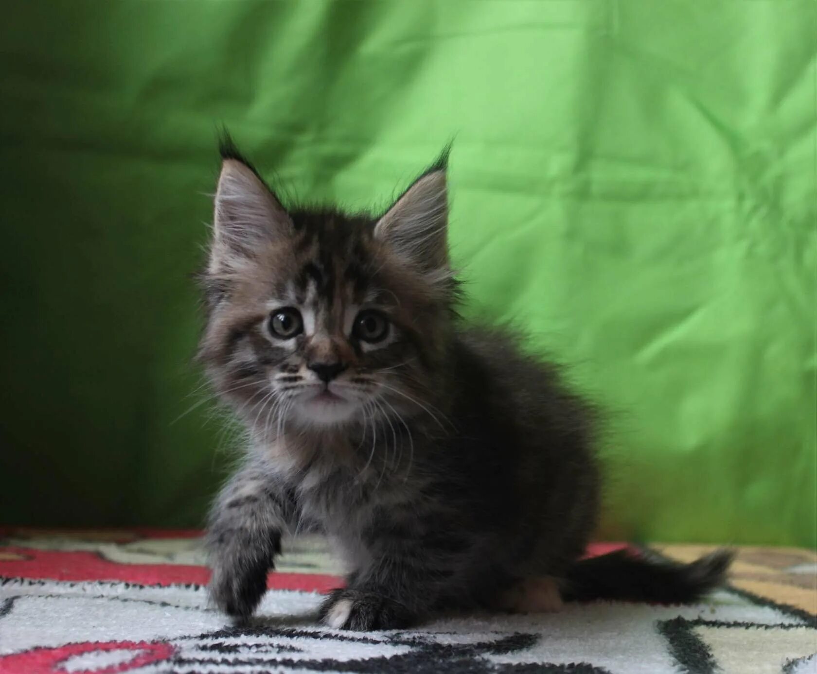 Помесь мейн куна и британца фото котят Картинки ПОМЕСЬ БРИТАНЦА И МЕЙН КУН