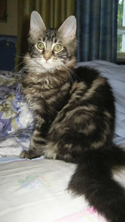Помесь мейн куна и британца фото котят Фотографии кошек мейн-кун, фотографии котят мейн кунов - Coon Way Bagira