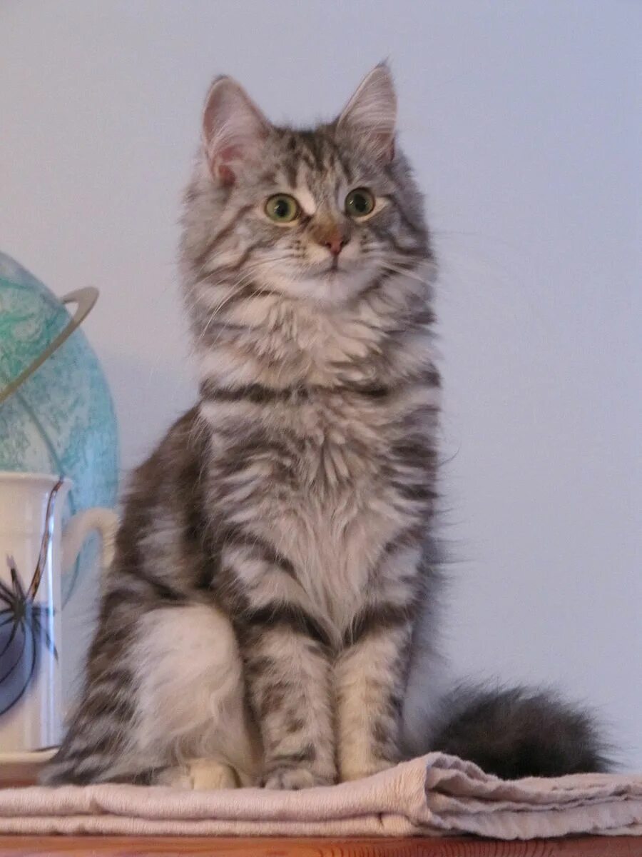 Помесь мейн куна и сибирской кошки фото File:Maine coon x NFC.jpg - Wikipedia