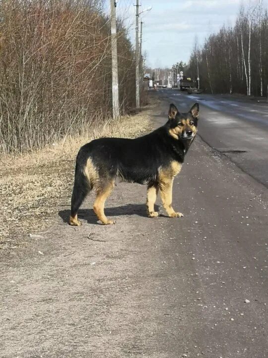 Помесь овчарки и дворняги фото Неактивно