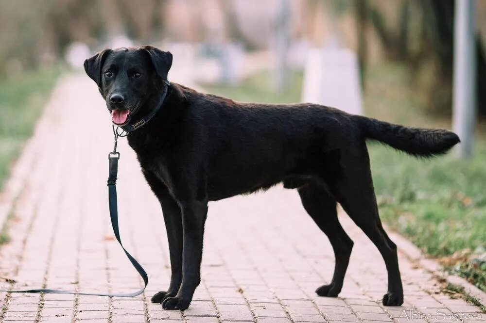 Помесь овчарки и лабрадора фото взрослой In the area of Shcherbakov Street 29 Minsk runs a black dog with a collar and le