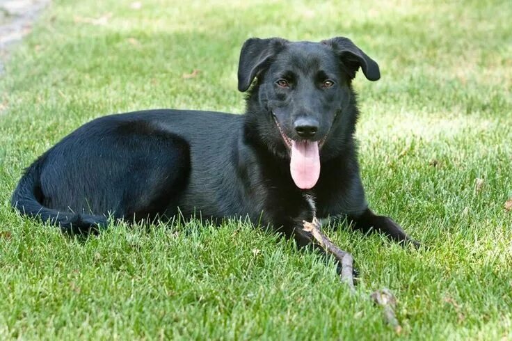 Помесь овчарки и лабрадора фото взрослой Un 2 în 1 impresionant - Metis Ciobănesc German-Labrador Labrador, Labrador retr