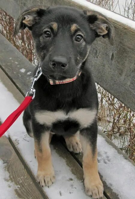 Помесь овчарки и лабрадора фото взрослой Lucy the German Shepherd Mix German shepherd lab mix, Lab mix puppies, Shepherd 