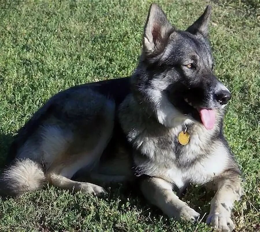 Помесь овчарки и маламута фото alaskan shepherd - Google Search Alaskan shepherd, Dogs, Animals