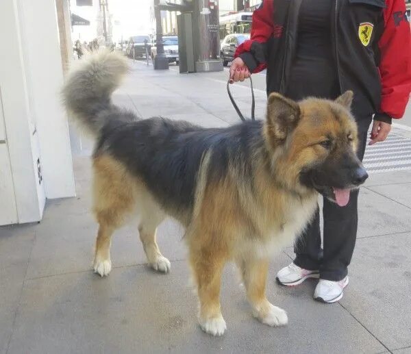 Помесь овчарки и маламута фото Dog of the Day: Yang the German Shepherd/Alaskan Malamute Mix Alaskan malamute, 