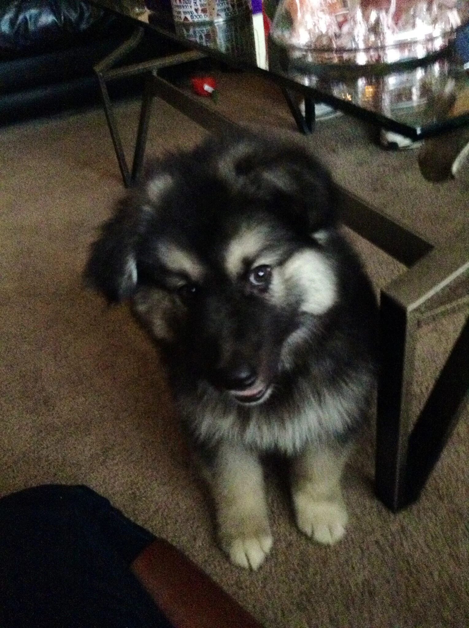 Помесь овчарки и маламута фото My Alaskan Malamute/German Shepherd mix. He is the cutest thing ever! Alaskan sh