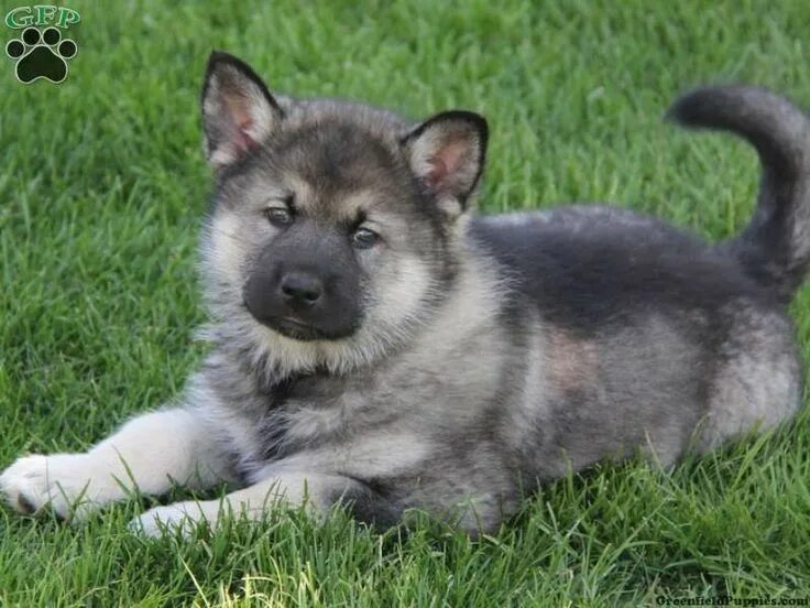 Помесь овчарки и маламута фото german shepherd husky mix puppies Shepherd mix puppies, German shepherd mix pupp