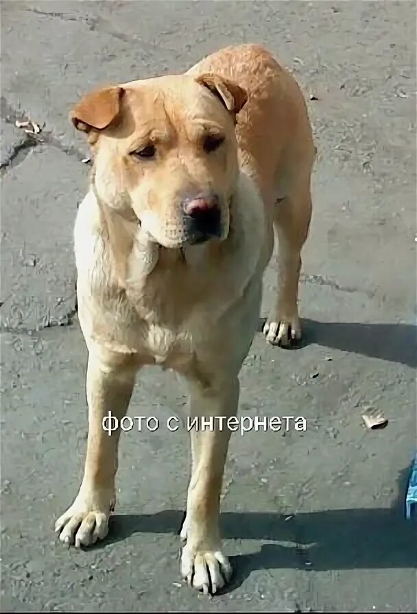 Помесь шарпея и дворняги щенки фото Затулинка, бегает две собаки, похоже помесь с шарпеем в черных ошейниках. Сама б