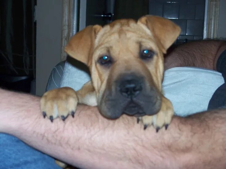 Помесь шарпея и дворняги щенки фото Half Shar-pei, Half Boxer....Adorable!! Dog language, Cute animals, Animal lover