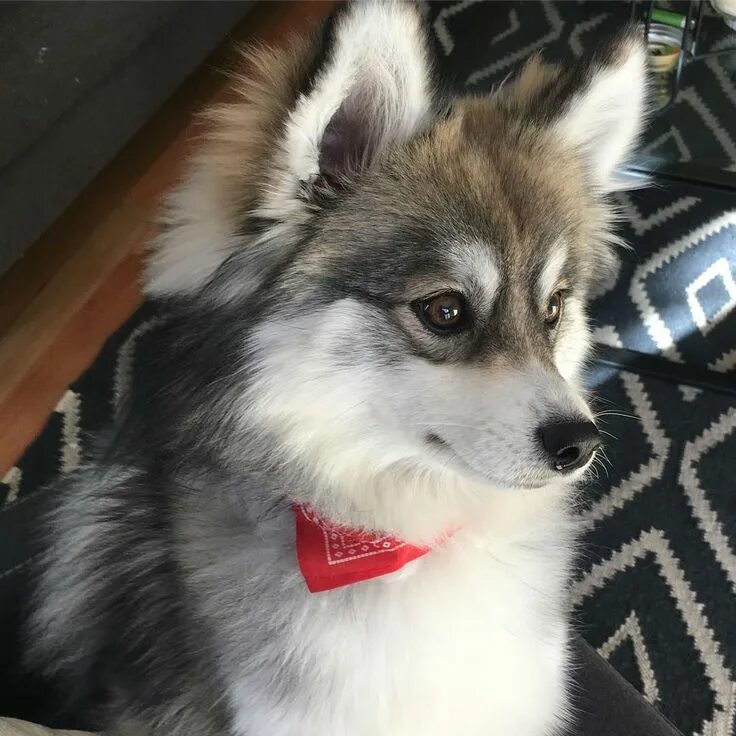 Помесь шпица и хаски название породы фото Meet Norman, Husky-Pomeranian Puppy Cute Out of This World Pomeranian puppy, Cut