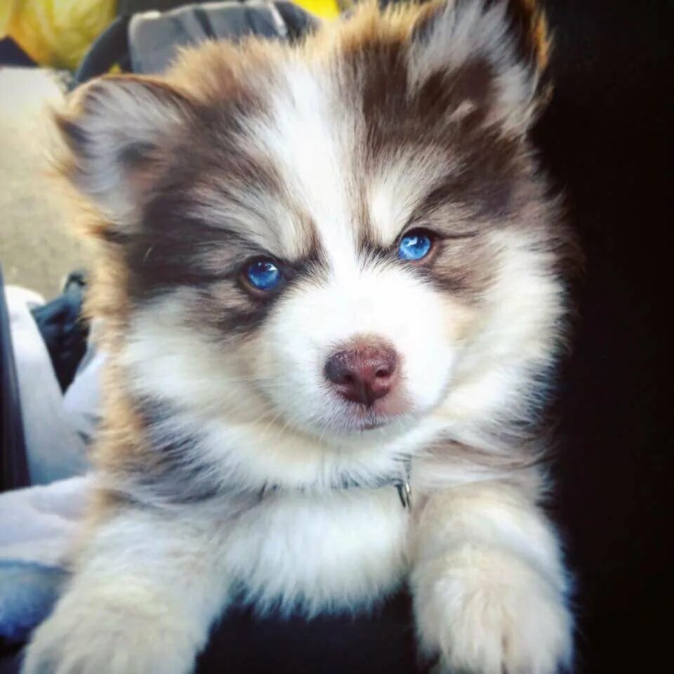 This Puppy Is A Husky Pomerainian Mix - And People Are Losing Their Minds Over H