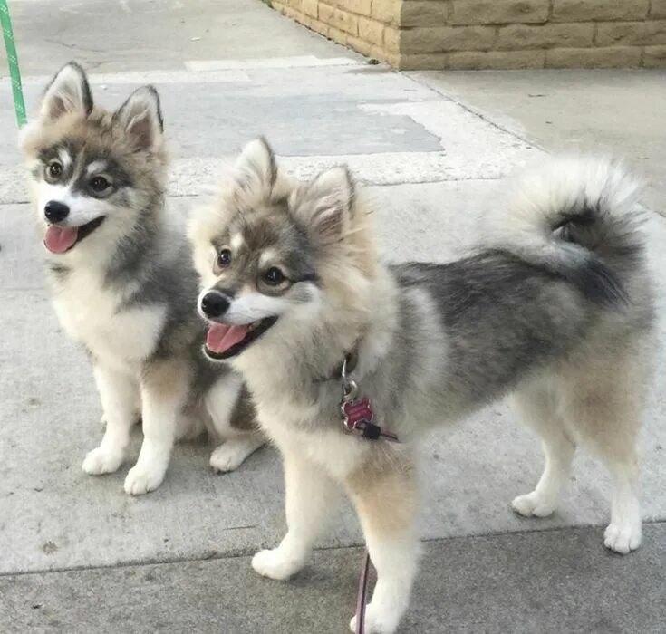 Помесь шпица и хаски название породы фото Siberian Husky x Pomeranian Pomsky dog, Dog breeds, Pomsky puppies