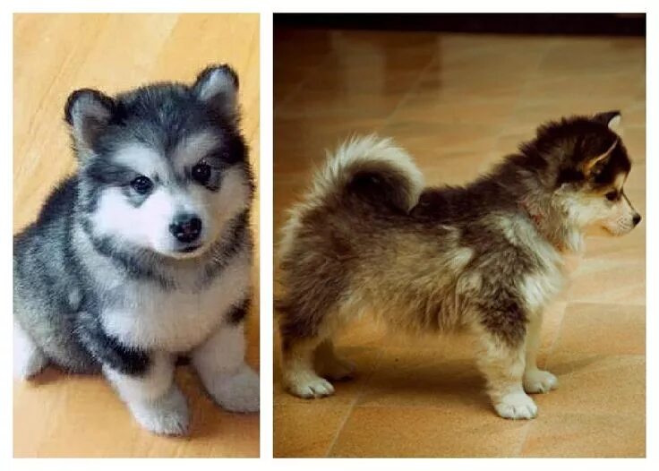 Помесь шпица и хаски название породы фото Love this dog! So cute! Pomsky puppy Pomsky puppies, Cute dogs, Pomsky