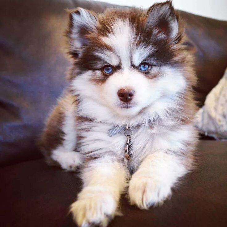 Помесь шпица и хаски название породы фото Kairi the Pomsky Cute animals, Pomsky puppies, Fluffy animals