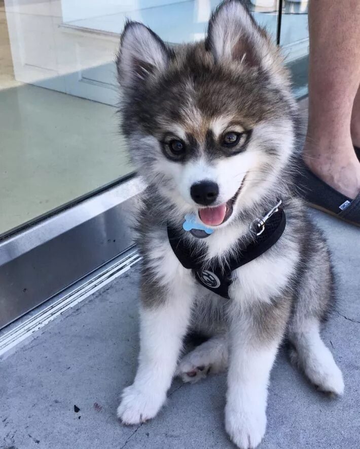 Помесь шпица и хаски название породы фото Meet Norman, The Husky-Pomerian Mix Puppy Who Is Capturing Hearts Everywhere Pup