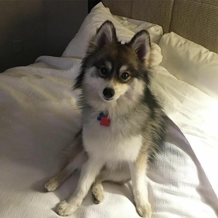 Помесь шпица и хаски название породы фото Meet Norman, A Husky-Pomeranian Puppy That’s So Cute It Doesn’t Even Look Real -