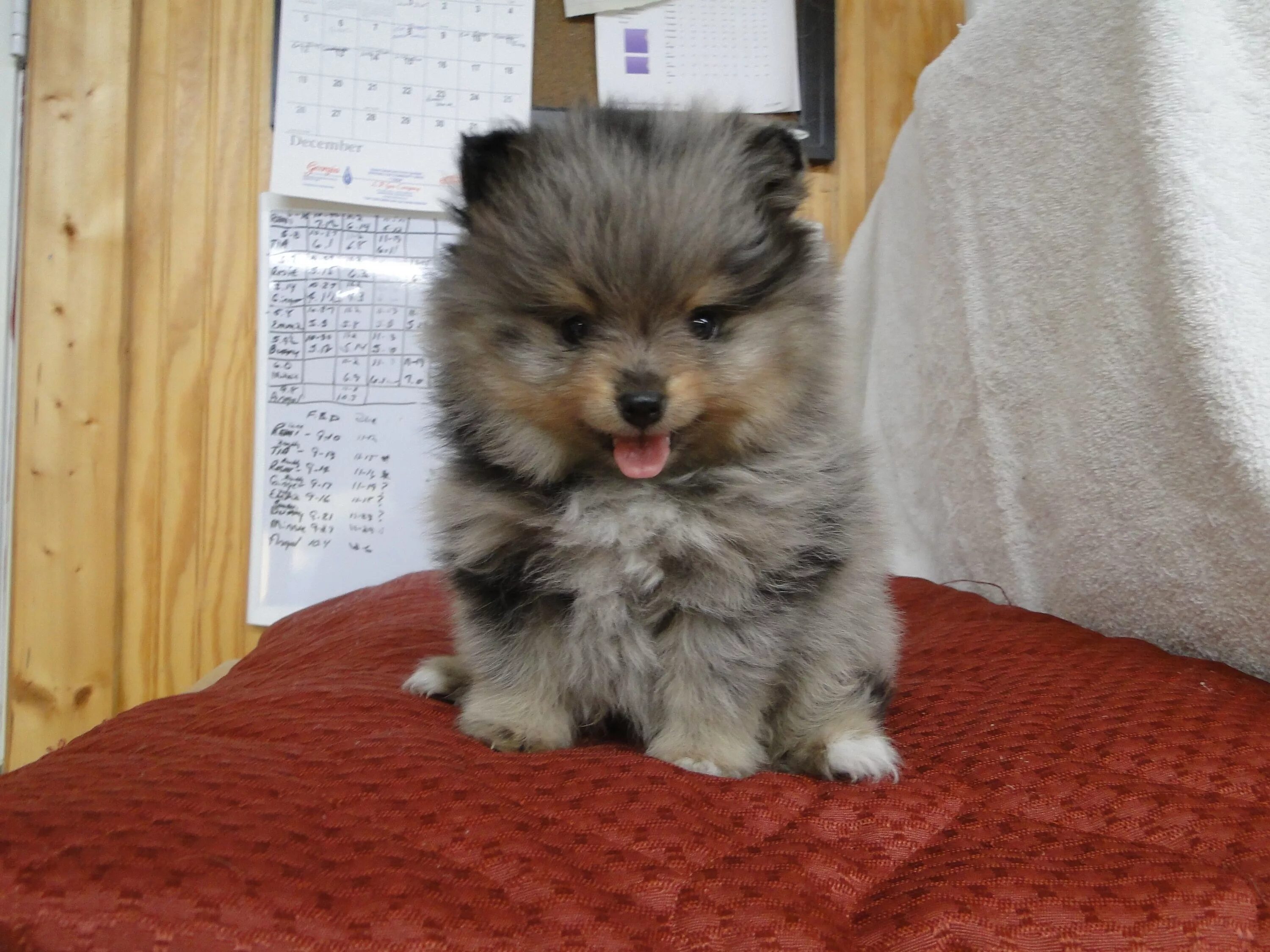 Помесь шпица и йорка фото Blue Merle and Tan Pomeranian Puppies, Cute dogs, Beautiful dogs