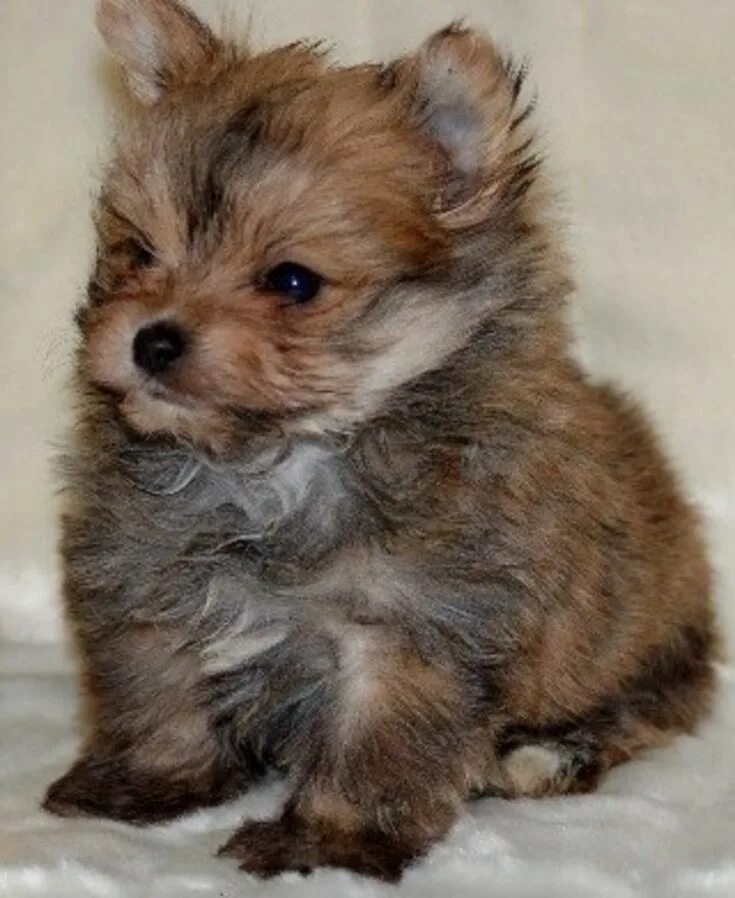 Помесь шпица и йорка фото These 16 Adorable Puppy Hybrids Will Absolutely Make Your Day Pomeranian mix pup