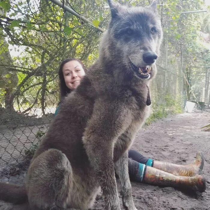 Помесь волка фото собака Owner Dumped Wolfdog At Kill Shelter When He Got Too Much To Handle, Luckily Thi