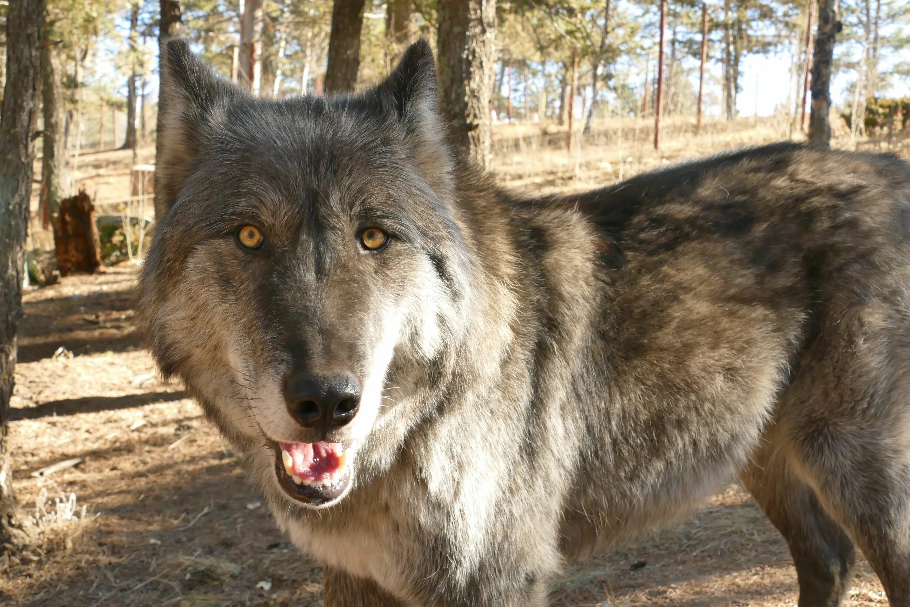 Помесь волка фото собака Ever had a full grown wolf stick its tongue in your mouth? Colorado Wolf and Wil