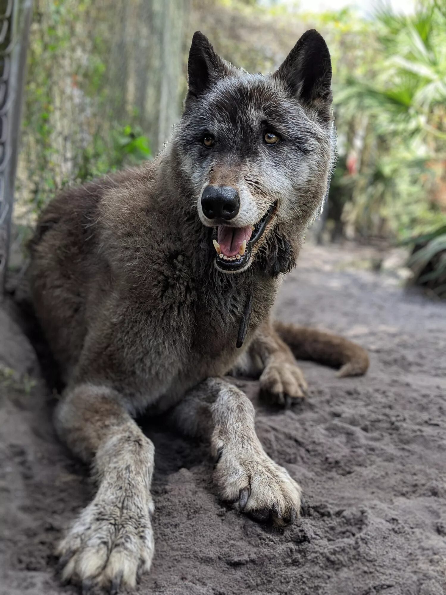 Помесь волка фото собака Shy Wolf Sanctuary and Yuki the Giant Wolfdog Need Your Help!